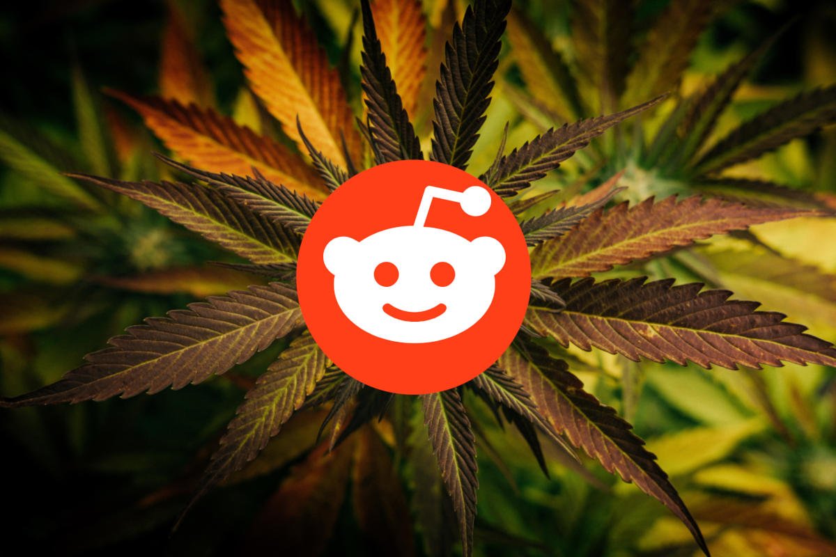 Reddit for Cannabis Businesses